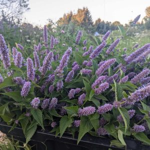 Anise Hyssop